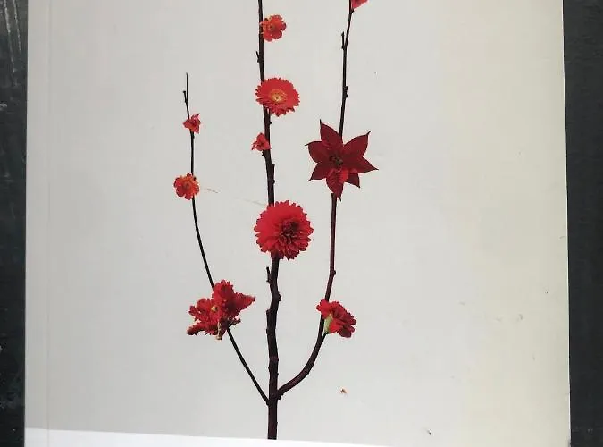 דירה L'ape Regina פררה