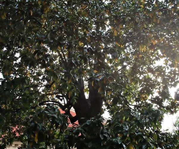 L'ape Regina פררה